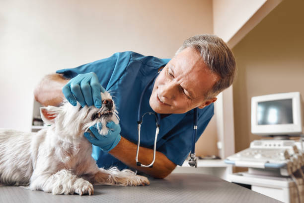 Best Emergency Dental Care for Abscessed Tooth in Fairview Heights, IL